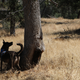 Illustration for article titled Toby Hike Day: Wellbarn Road to San Joaquin River Trail